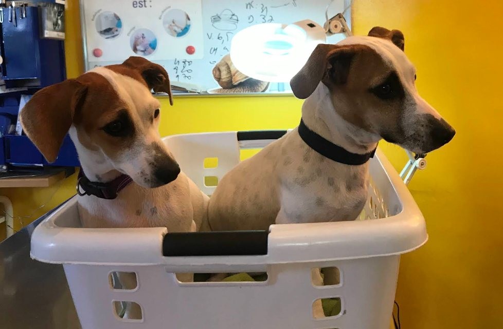 Deux jeunes chiens en salle de soins