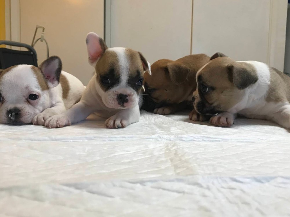 Chiots bouledogues français en observation