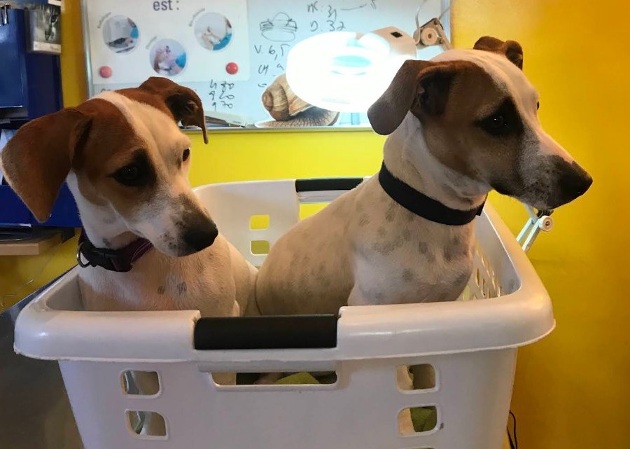Deux jeunes chiens en salle de soins